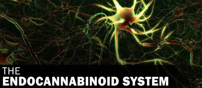 The Endocannabinoid System