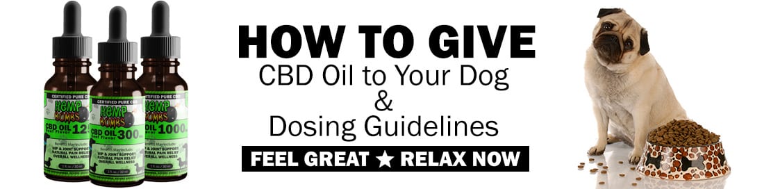 Hemp Bombs pet oil, pug giving a cute look standing by a bowl of food, how to give CBD Oil to your dog & dosing guidelines