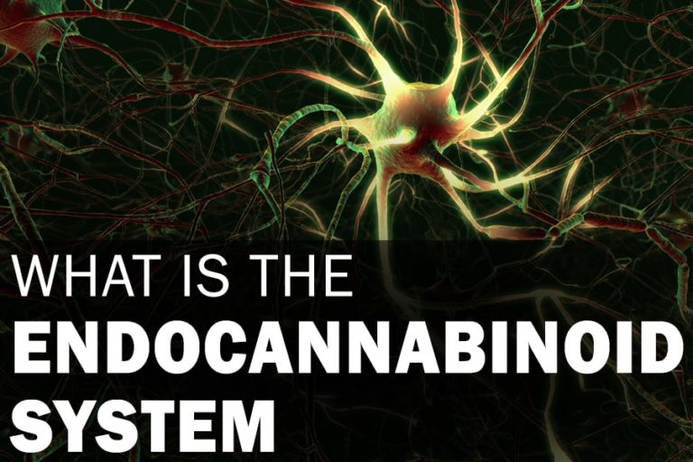What is the Endocannabinoid System