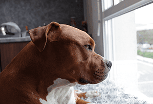 dog looking out the window anxiously cbd oil